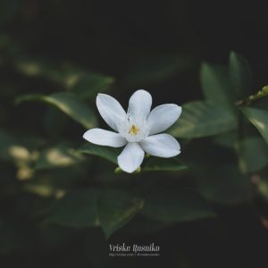 Jasmine shot by Vriske