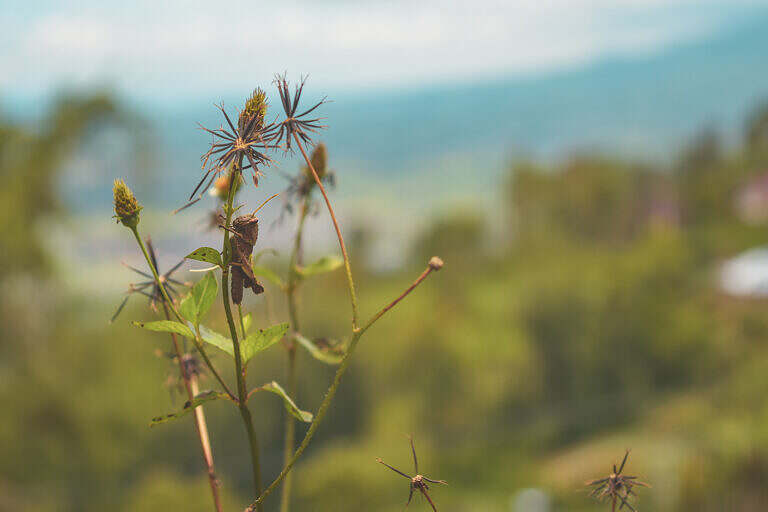 🇮🇩 Sajuta Janjang Singgalang, Bukittinggi