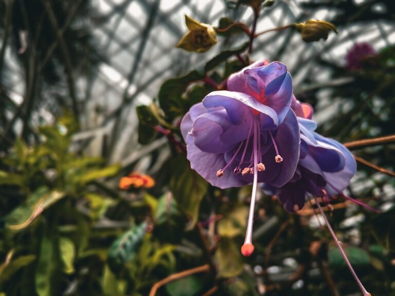 🇸🇬 Flower Dome